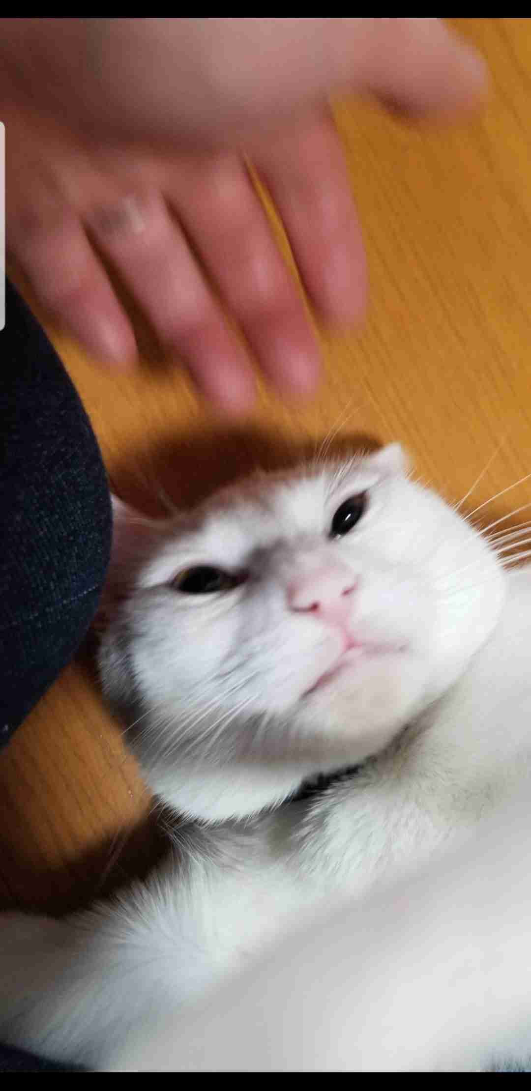 【身バレしない程度に】お宅の愛猫ちゃんを見せてください!part10