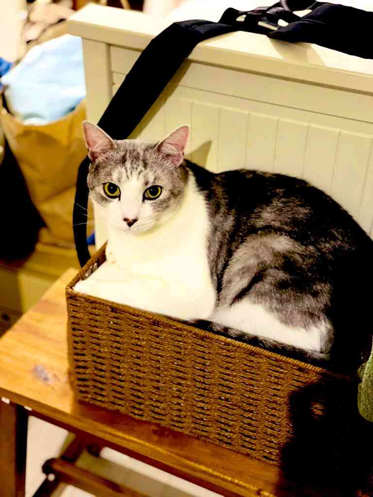 【身バレしない程度に】お宅の愛猫ちゃんを見せてください!part10