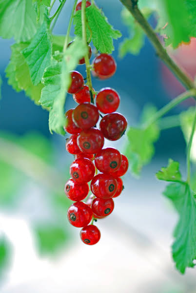 小さい頃に食べていたそのへんの植物