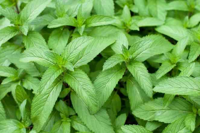 小さい頃に食べていたそのへんの植物