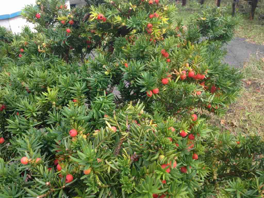 小さい頃に食べていたそのへんの植物