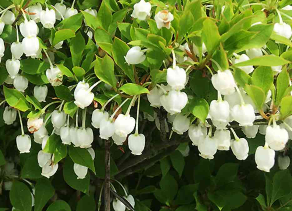 小さい頃に食べていたそのへんの植物