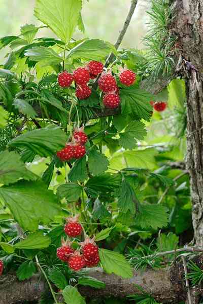 小さい頃に食べていたそのへんの植物