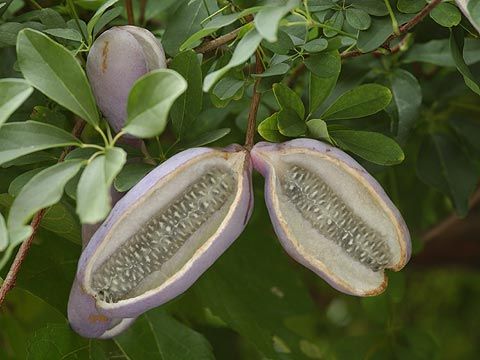 小さい頃に食べていたそのへんの植物