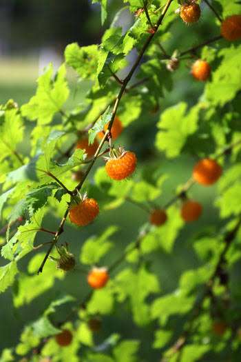 小さい頃に食べていたそのへんの植物
