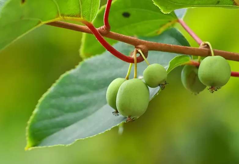 小さい頃に食べていたそのへんの植物