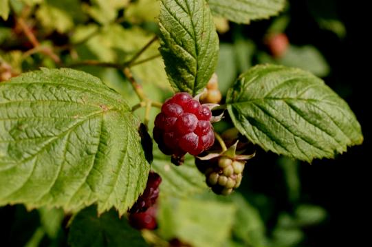 小さい頃に食べていたそのへんの植物