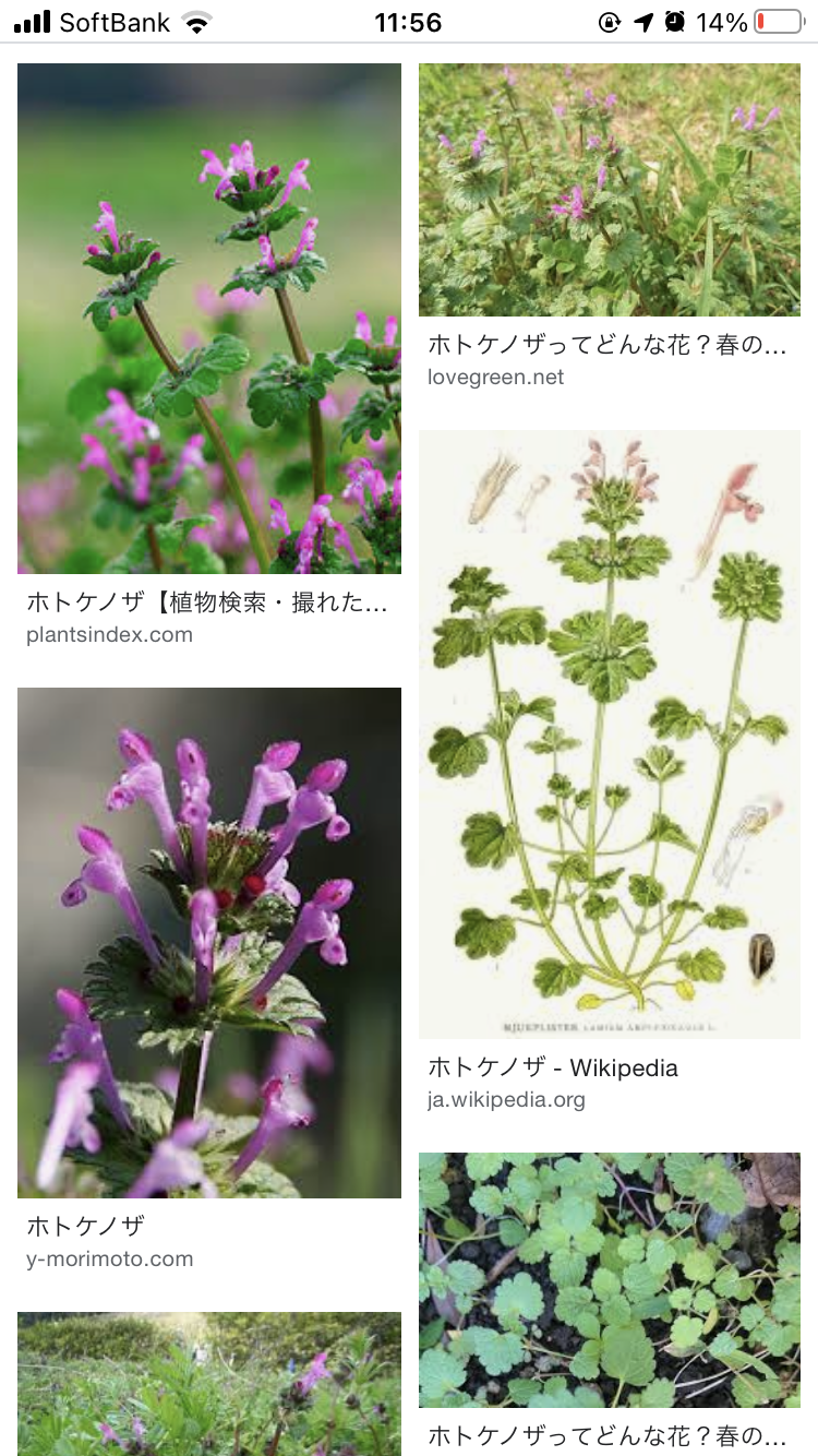 小さい頃に食べていたそのへんの植物