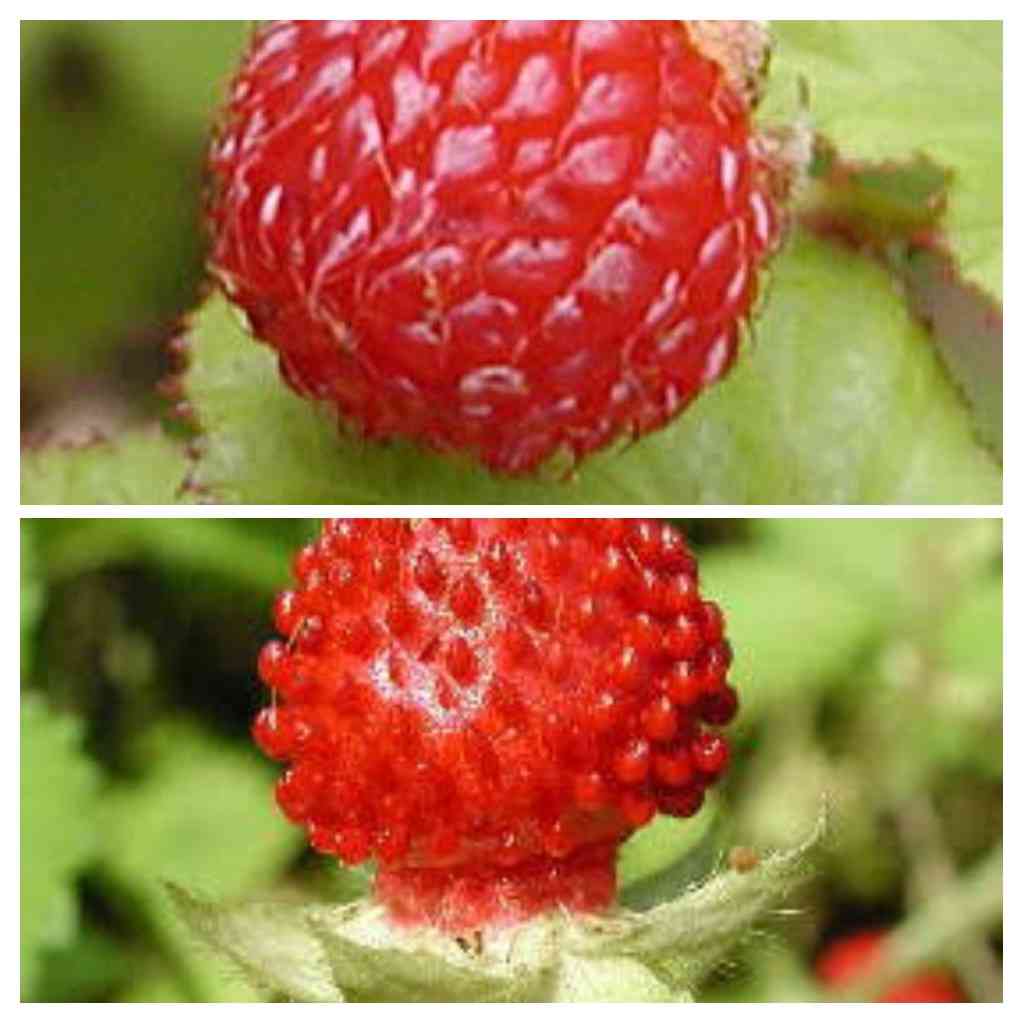 小さい頃に食べていたそのへんの植物