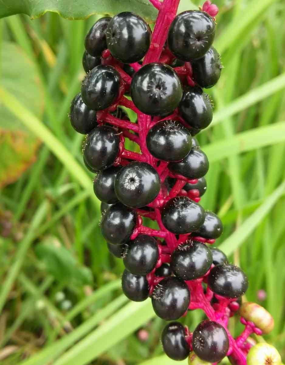 小さい頃に食べていたそのへんの植物