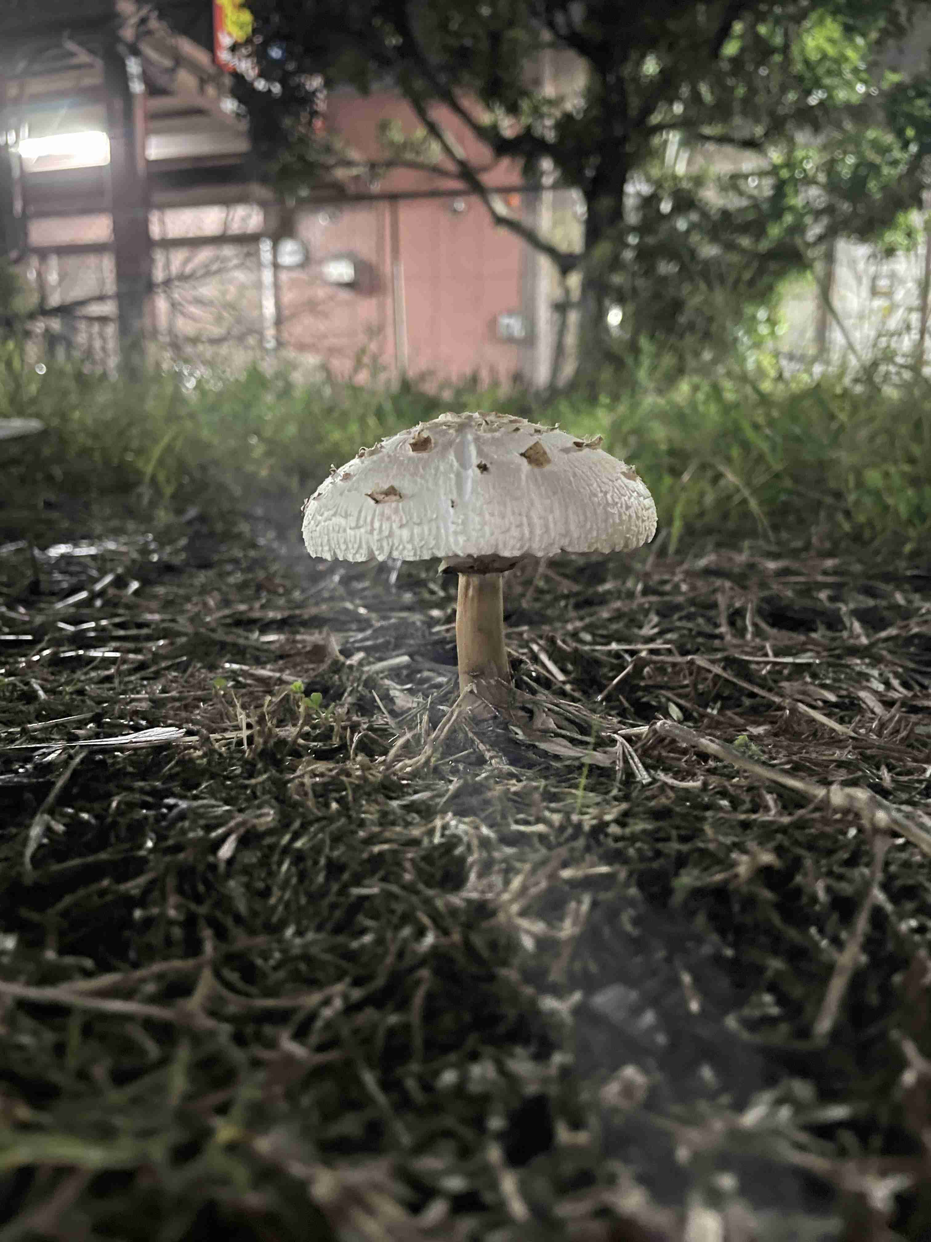 色々なきのこの画像が見たい