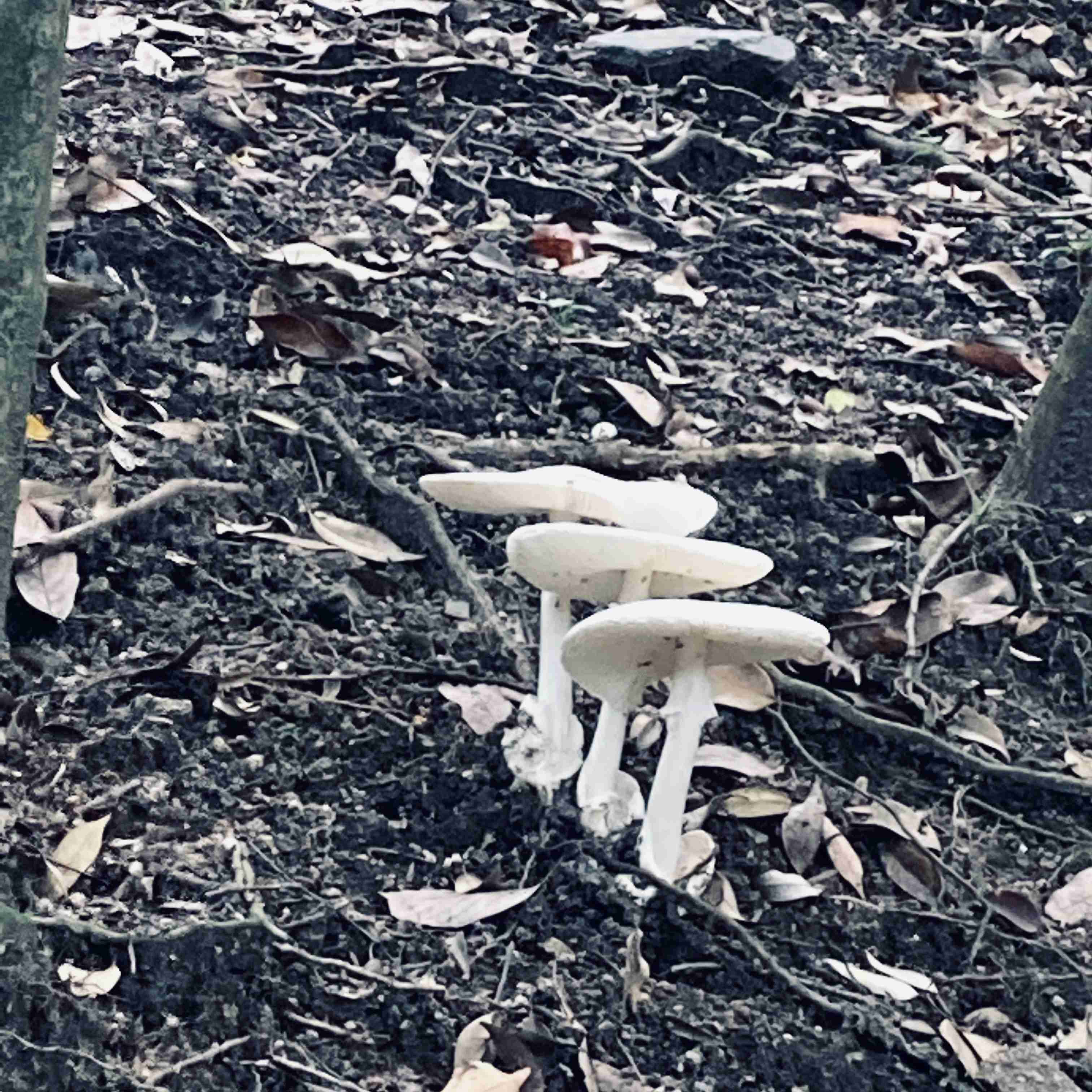 色々なきのこの画像が見たい