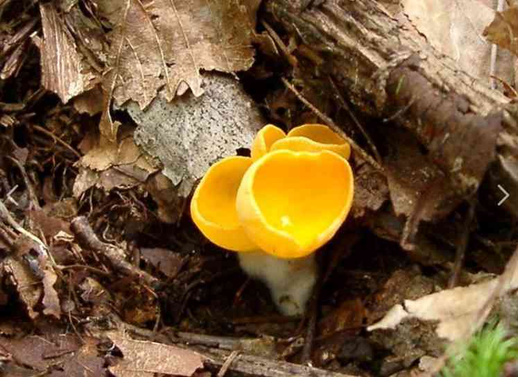 色々なきのこの画像が見たい