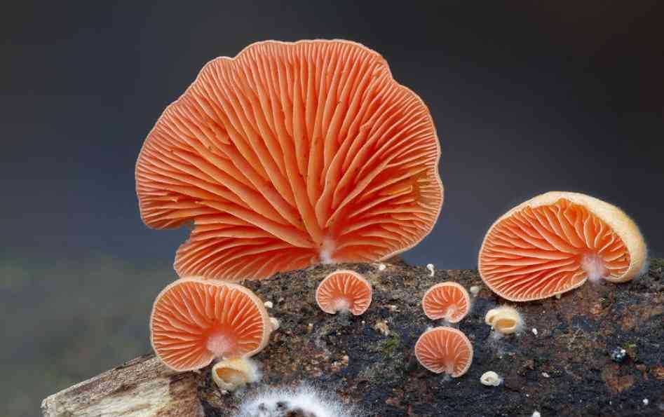 色々なきのこの画像が見たい