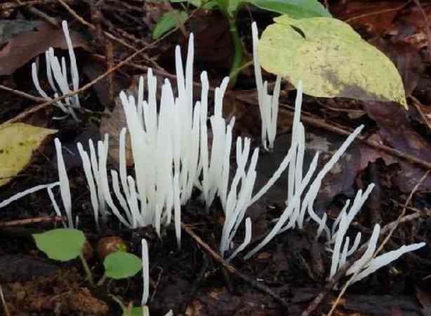 色々なきのこの画像が見たい