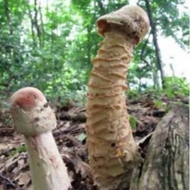 色々なきのこの画像が見たい