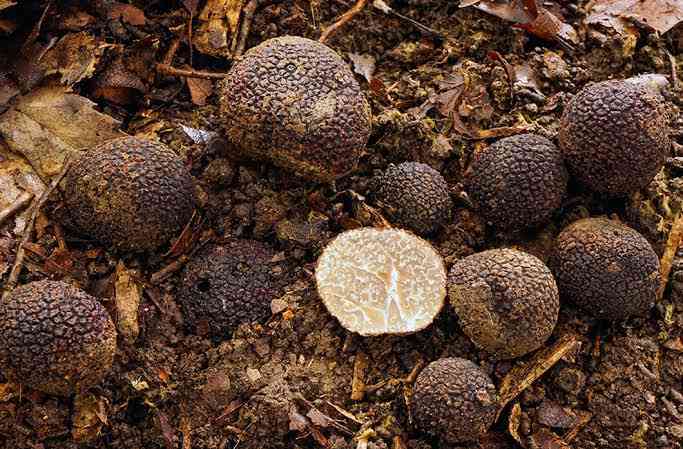 色々なきのこの画像が見たい