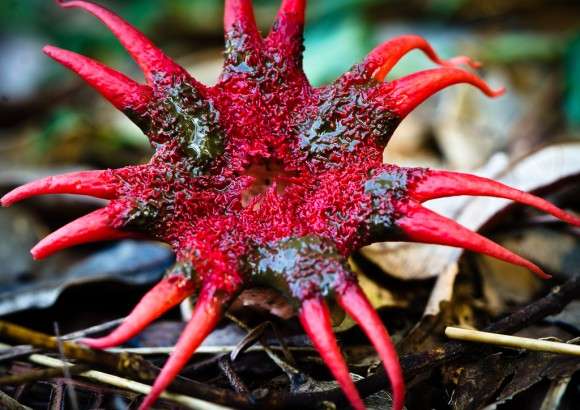 色々なきのこの画像が見たい