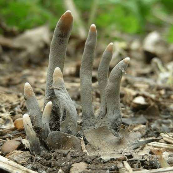 色々なきのこの画像が見たい