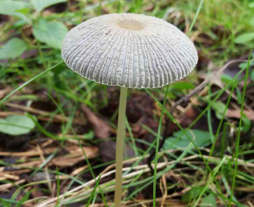 色々なきのこの画像が見たい