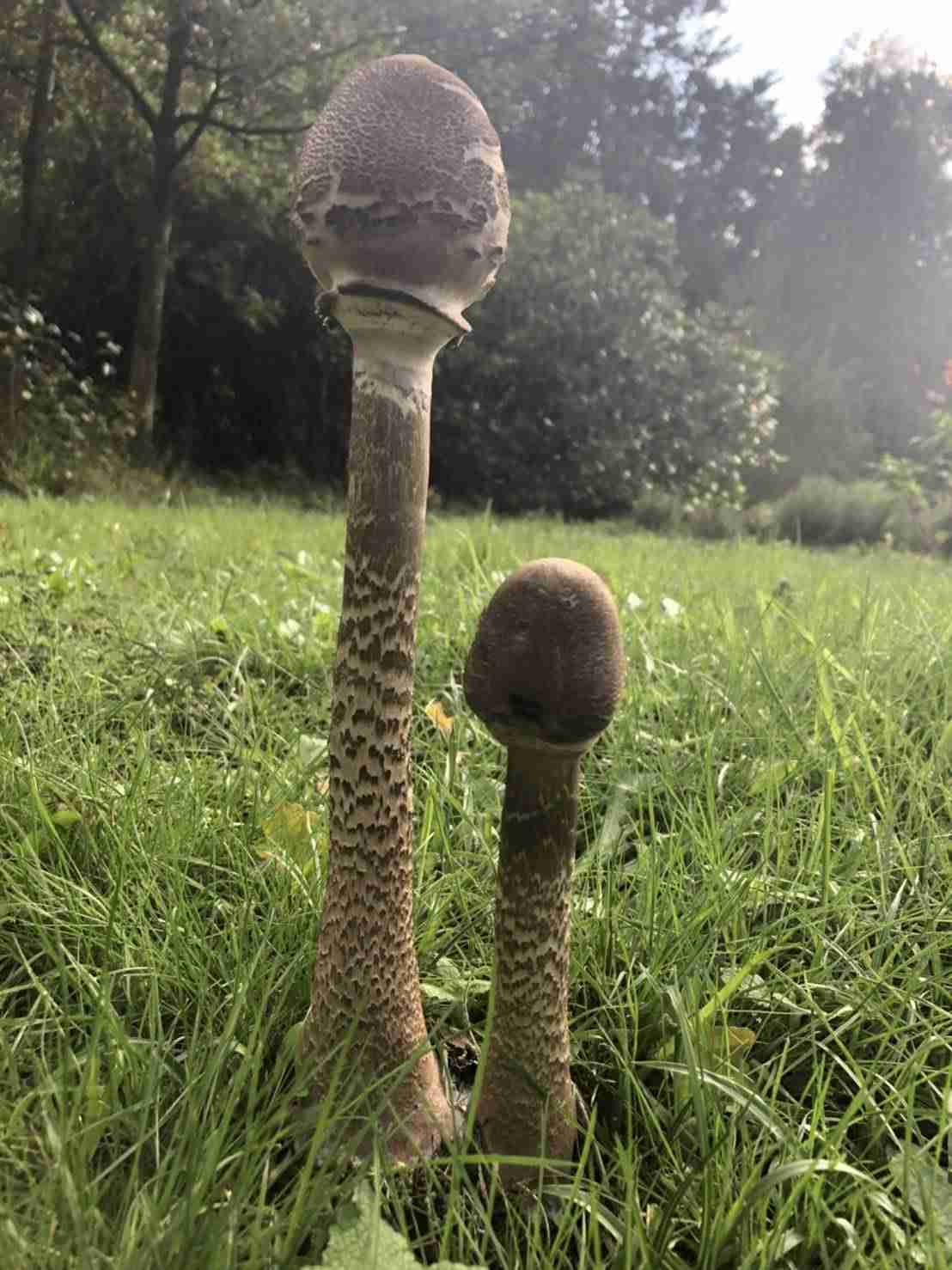 色々なきのこの画像が見たい