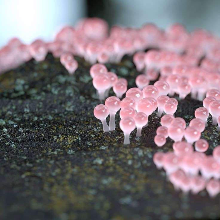 色々なきのこの画像が見たい