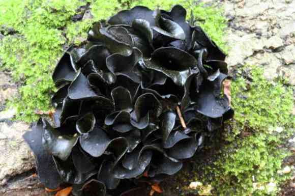 色々なきのこの画像が見たい