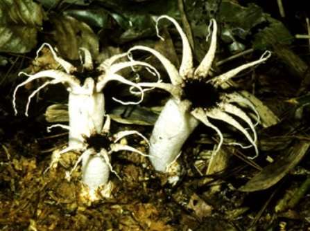 色々なきのこの画像が見たい