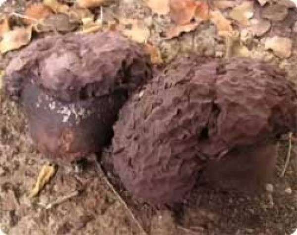 色々なきのこの画像が見たい