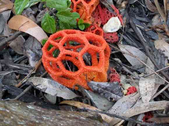 色々なきのこの画像が見たい