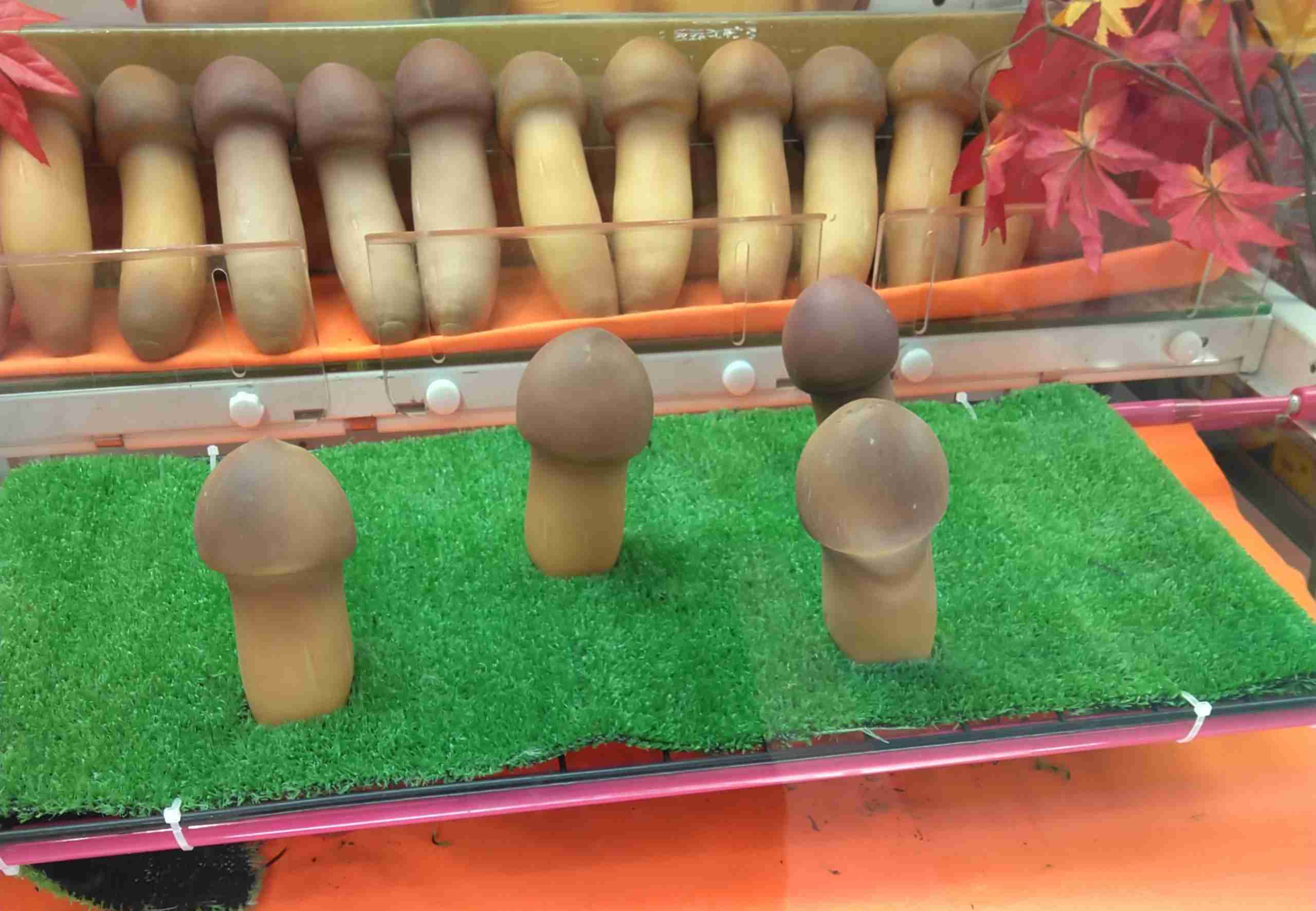 色々なきのこの画像が見たい