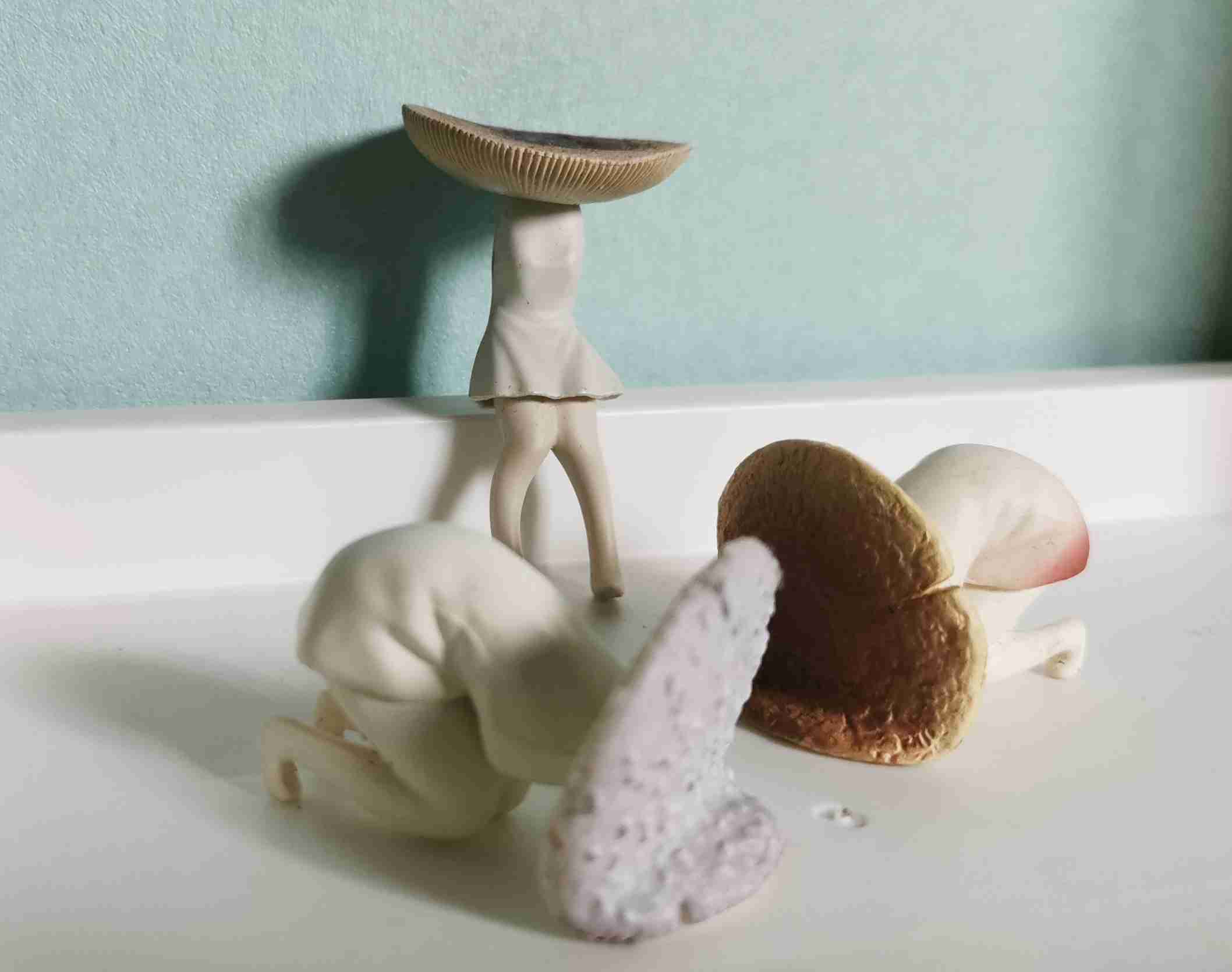 色々なきのこの画像が見たい