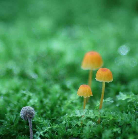 色々なきのこの画像が見たい