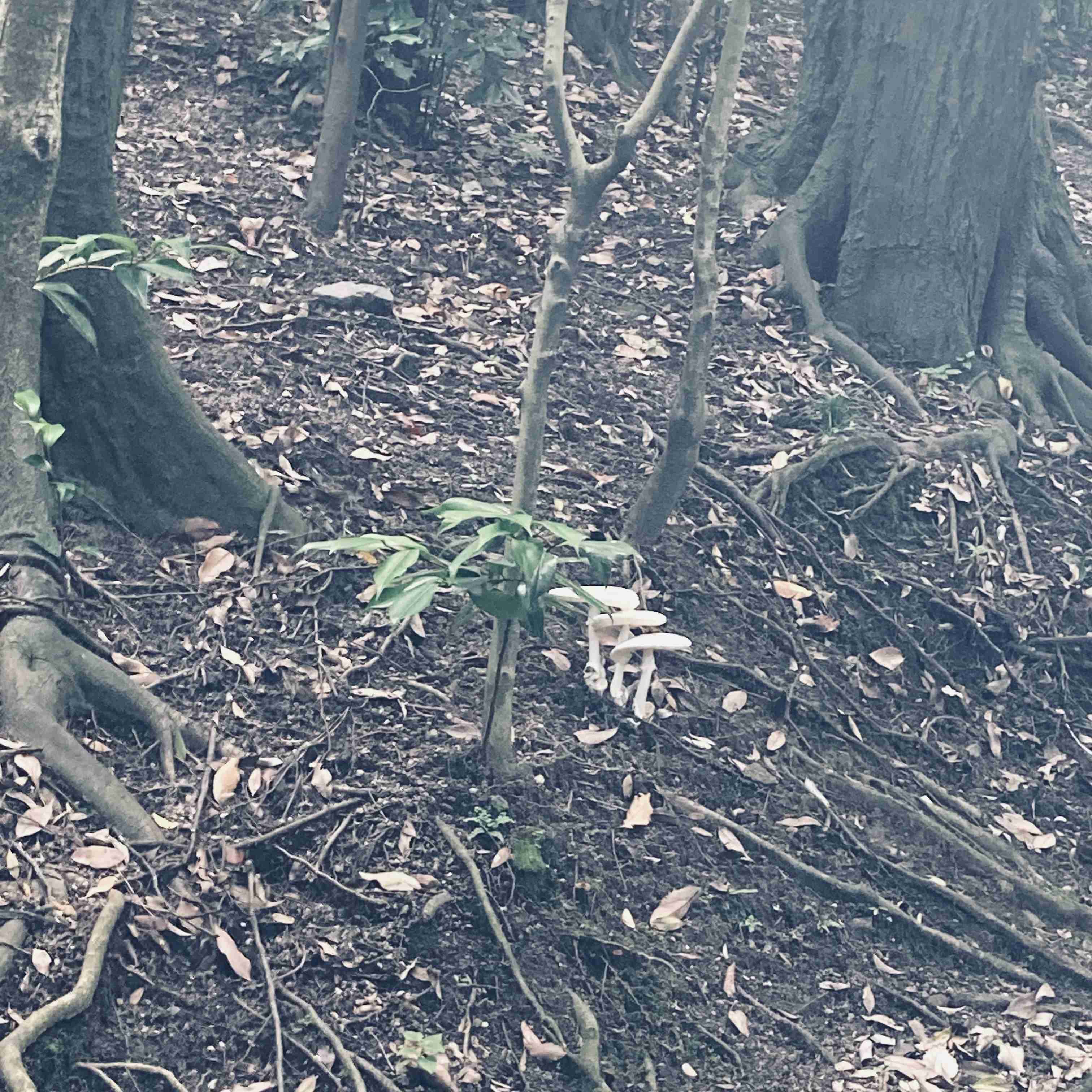 色々なきのこの画像が見たい