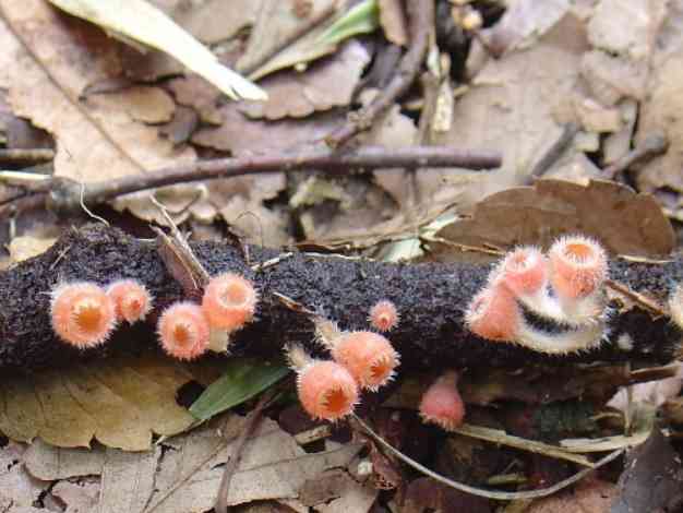 色々なきのこの画像が見たい