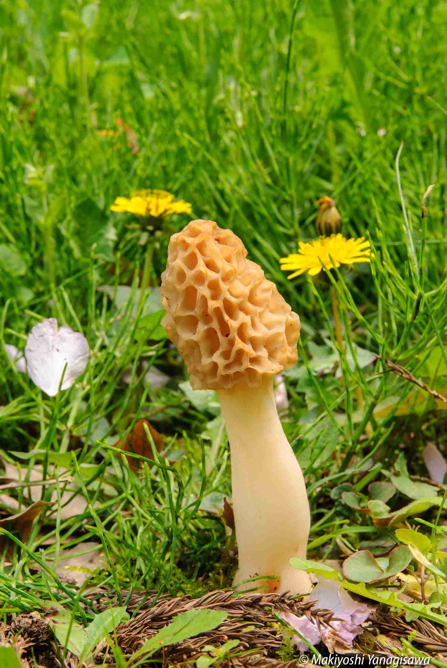 色々なきのこの画像が見たい