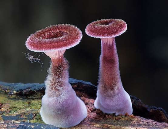 色々なきのこの画像が見たい