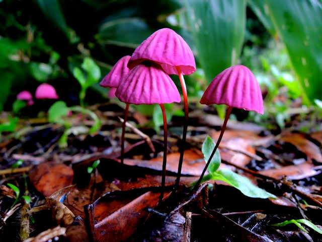 色々なきのこの画像が見たい