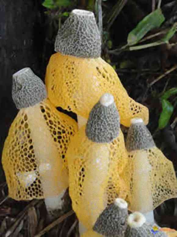 色々なきのこの画像が見たい