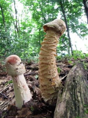 色々なきのこの画像が見たい