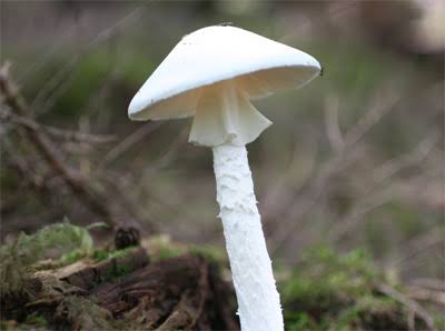 色々なきのこの画像が見たい