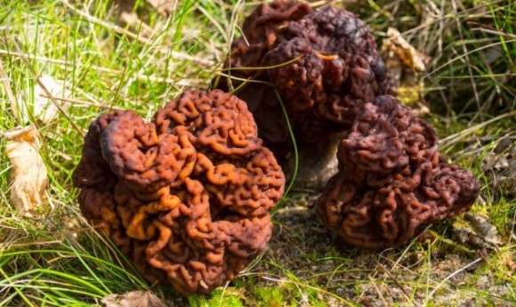 色々なきのこの画像が見たい