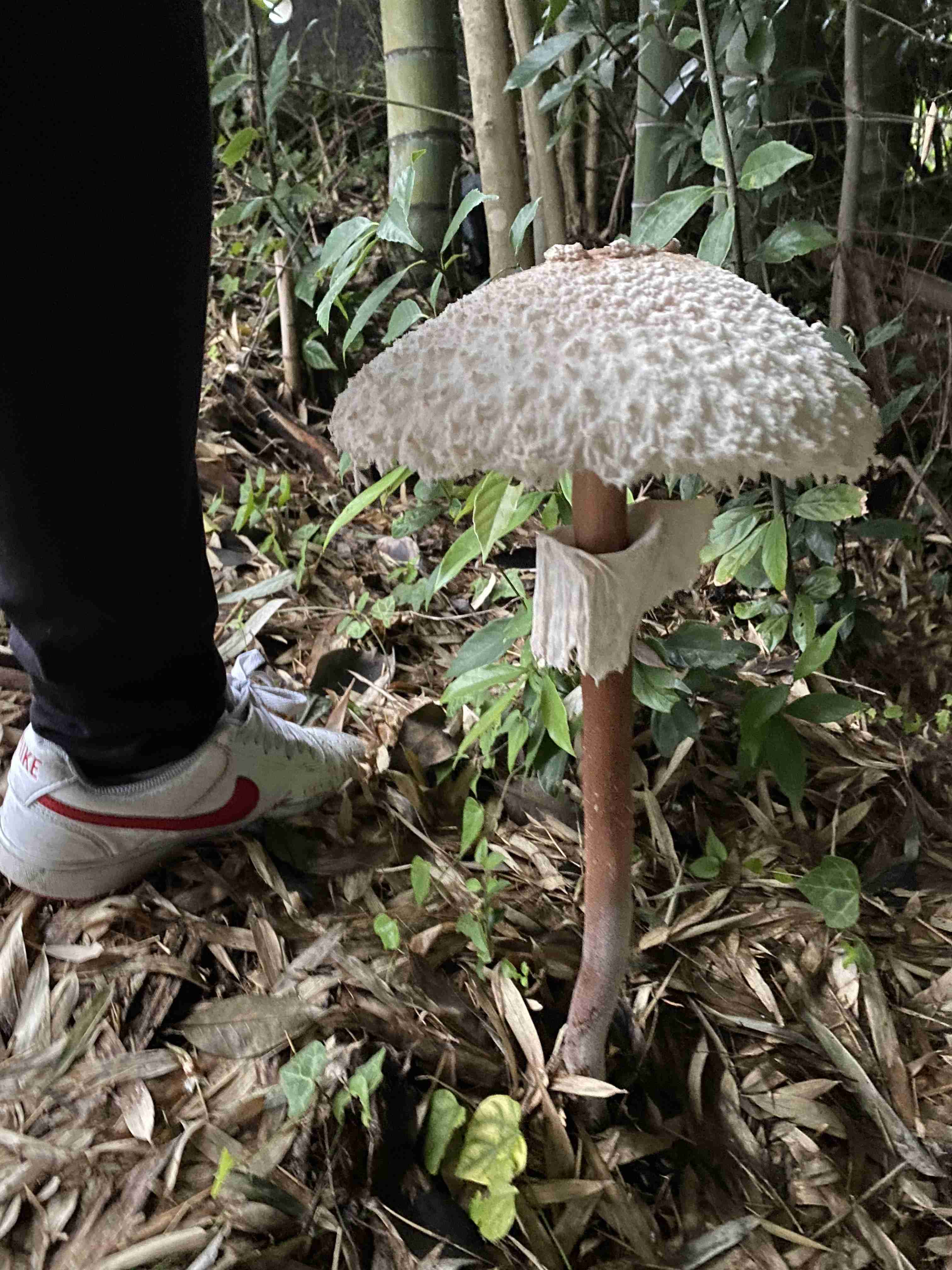 色々なきのこの画像が見たい