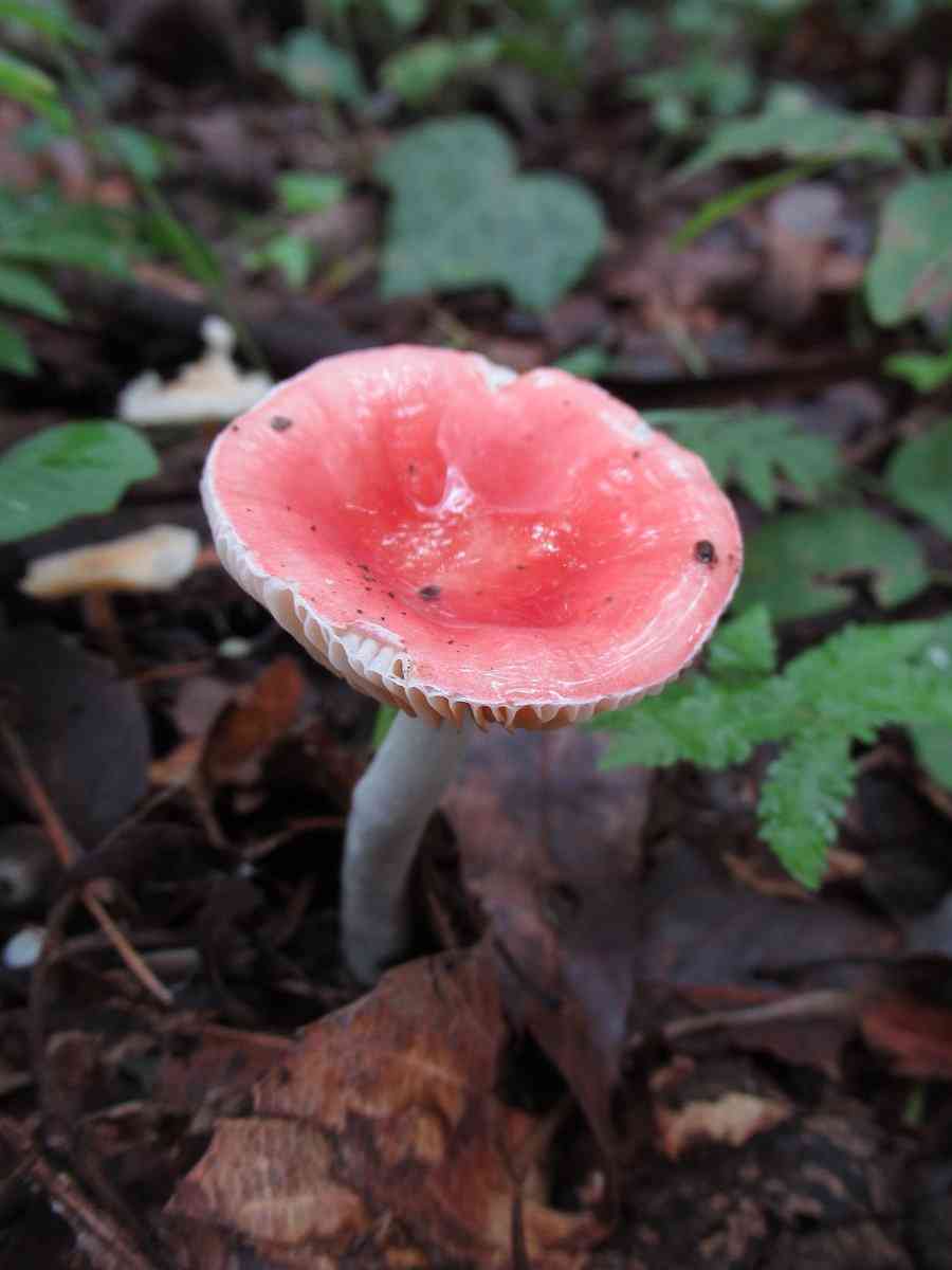 色々なきのこの画像が見たい