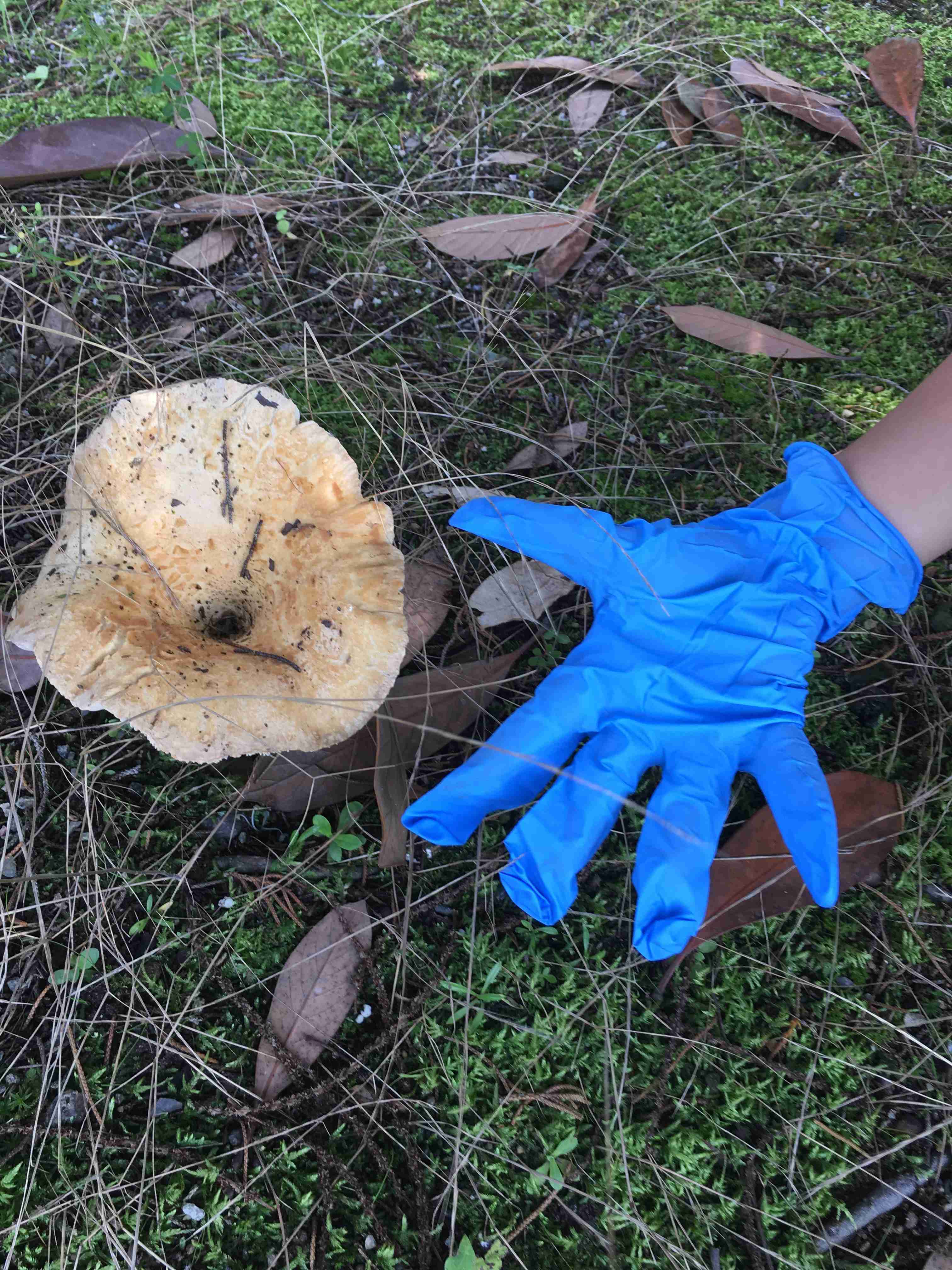 色々なきのこの画像が見たい