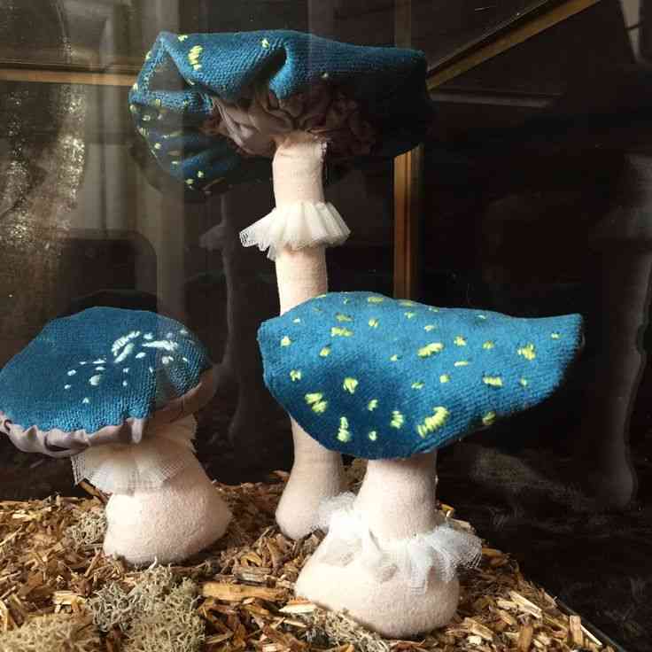 色々なきのこの画像が見たい