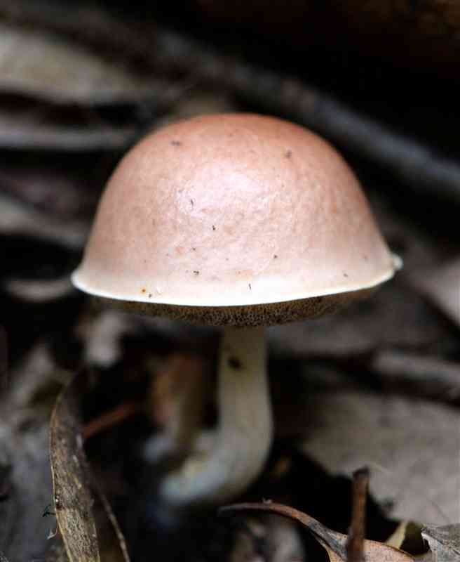 色々なきのこの画像が見たい