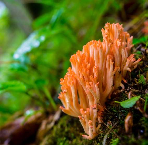 色々なきのこの画像が見たい