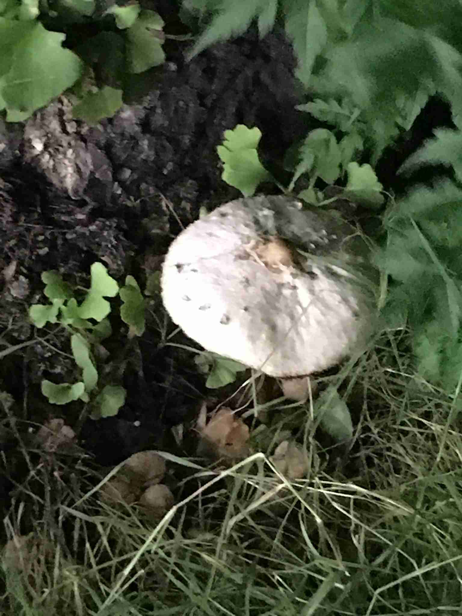 色々なきのこの画像が見たい