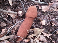 色々なきのこの画像が見たい